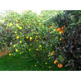 IMG_3162_lemon_tree.JPG