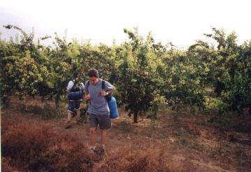 Jean-Baptist is stealing peaches and apricots.