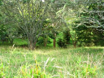 Mt albert