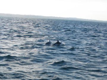 Delfini