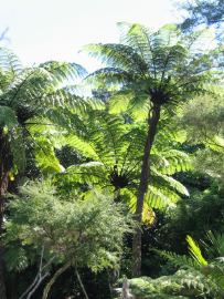 Waiomu