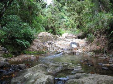 Waiomu