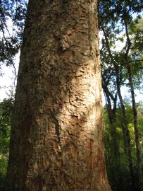 Waiomu kauri
