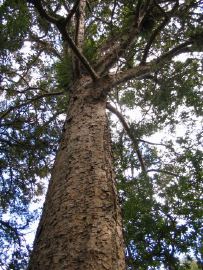 Waiomu kauri