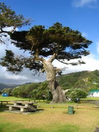 Piha tree