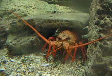 Langusta