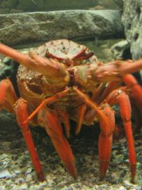 Langusta2