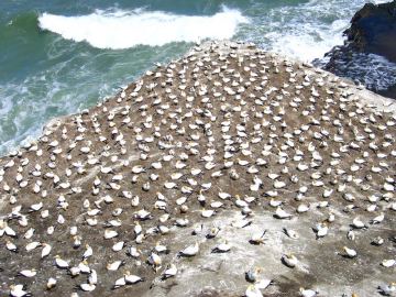 Muriwai gannet colony