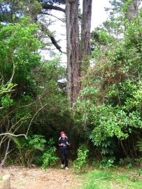 Waitakere stromecek drobecek