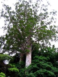 Twin kauri
