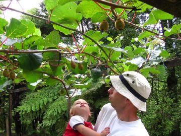 Waterworks kiwifruit