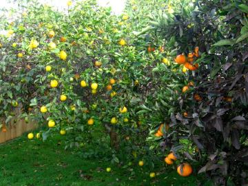 Lemon tree