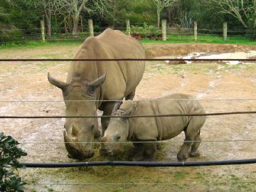 Hamilton zoo