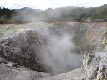 Waiotapu birds nest