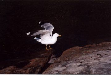 Photo 4-31